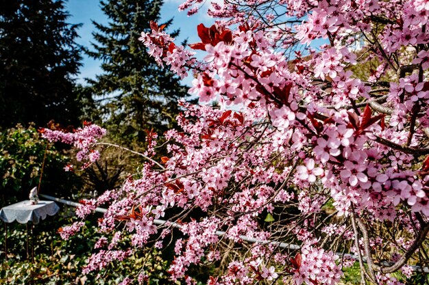 Foto rosa blumen blühen im park