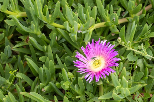 Rosa Blumen Carpobrotus edulis blühen in Polzeath Cornwall