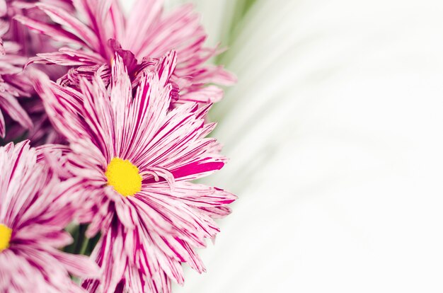 Rosa Blumen der Chrysantheme in einem Blumenstrauß mit grünen Blättern Nahaufnahme auf einem weißen Hintergrund.