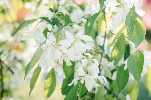 Rosa Blumen der dekorativen weißen Apfelbaumnahaufnahme