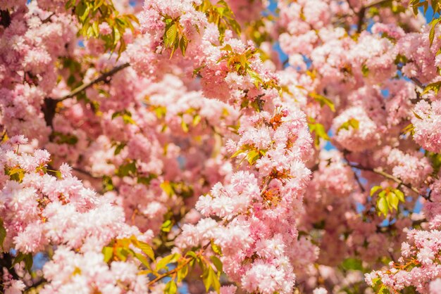 Rosa Blumen des blühenden japanischen Kirschbaums im Frühlingsnaturhintergrund