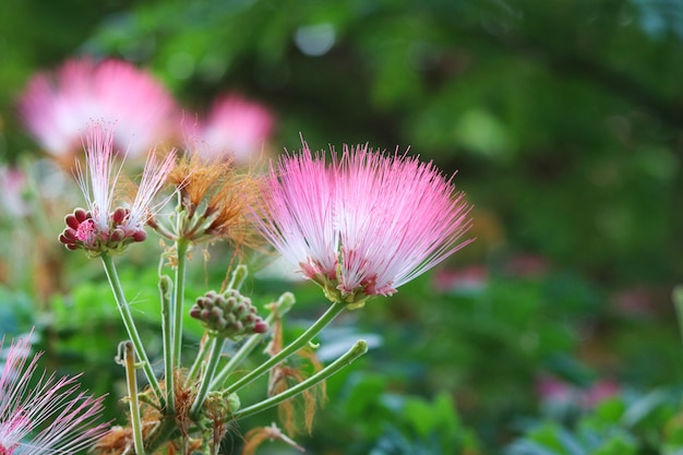 Rosa Blumen des roten Hauptpuderquastes schön im Sommernaturhintergrund
