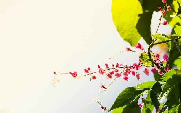 Rosa Blumen, die gegen Himmel blühen.