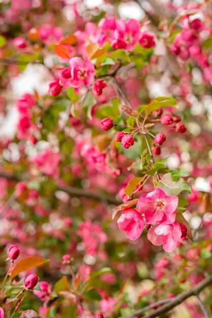 Rosa Blumen eines Apfelbaums Blühender Garten des Frühlings