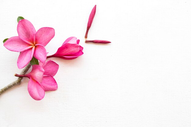 rosa Blumen Frangipani Anordnung im Postkartenstil