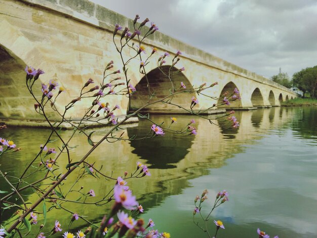 Foto rosa blumen gegen die bogenbrücke über den fluss