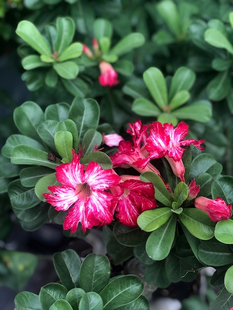 Rosa Blumen Grünes Blatt