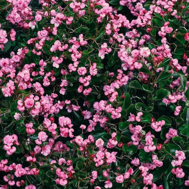 Rosa Blumen Hintergrund. Draußen