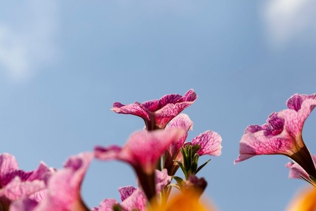 Rosa Blumen im Sommer