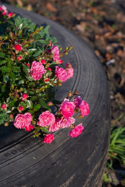 Rosa Blumen in einem Rad