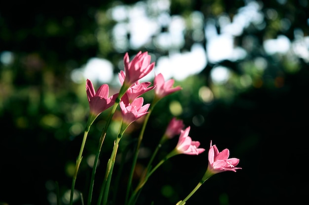 rosa Blumen in einem Topf