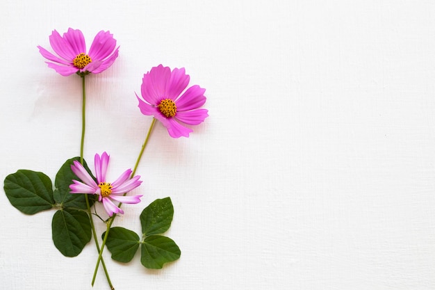 rosa blumen kosmos anordnung flach im postkartenstil