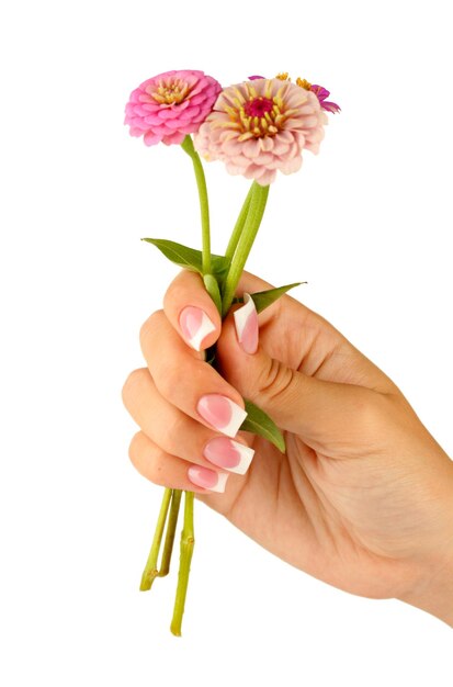 Rosa Blumen mit den Händen der Frau auf weißem Hintergrund