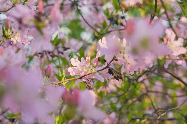 Rosa Blumen mit einem verschwommenen Bokeh-Hintergrund