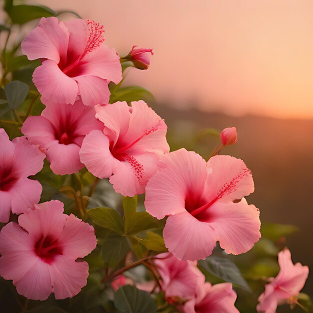 rosa Blumen mit Sonnenuntergang im Hintergrund