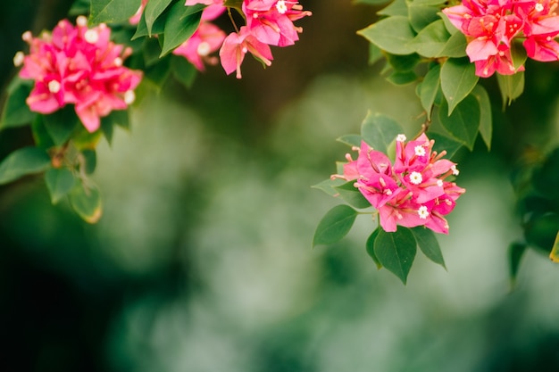 Rosa Blumen mit unscharfem Hintergrund