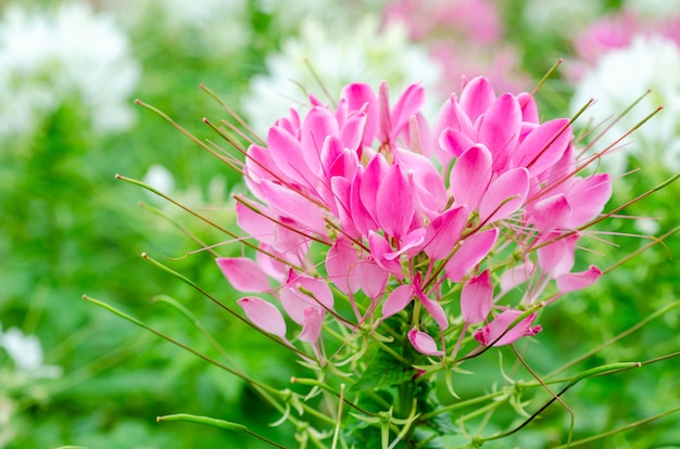 Rosa Blumen mit unscharfen Hintergrundmustern