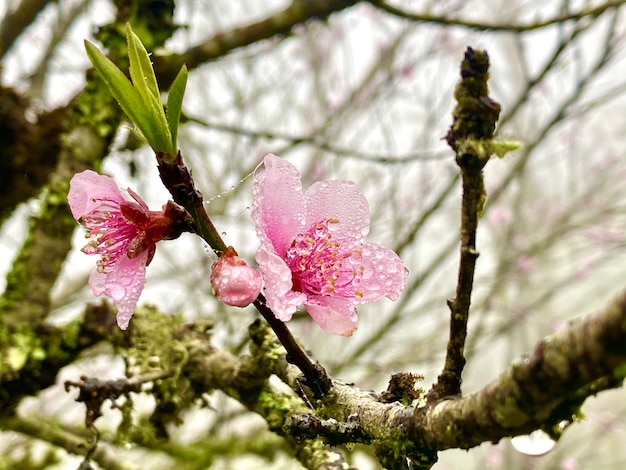 Foto rosa blumen natur in sapa vietnam