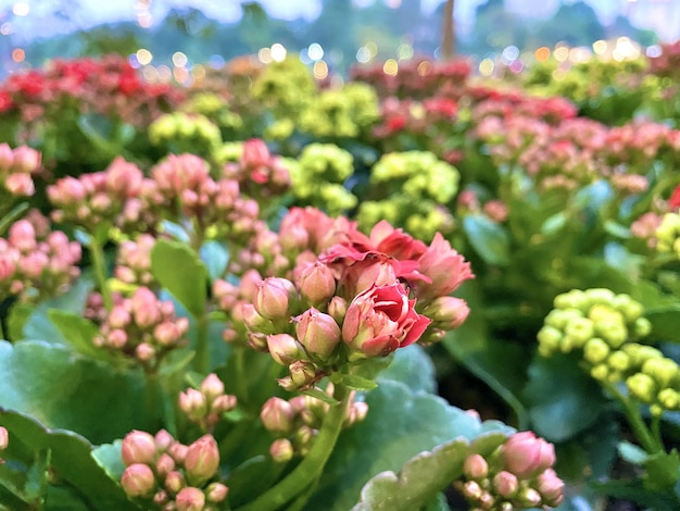 Foto rosa blumen natur in vietnam