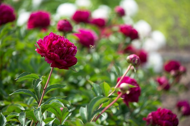 Rosa Blumen Pfingstrosen, die auf Hintergrund blühen Rosa Pfingstrosen Pfingstrosen-Garten