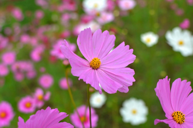 Rosa Blumen sind eine wunderschöne Natur