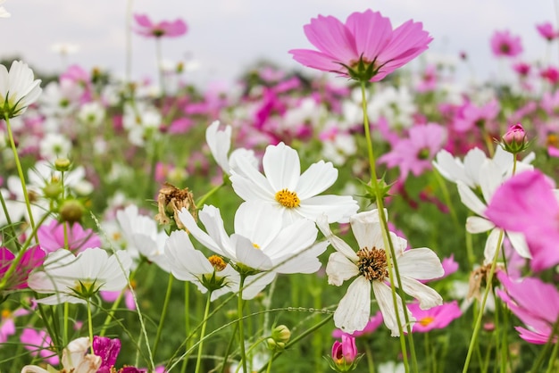 Rosa Blumen Sommerhintergrund