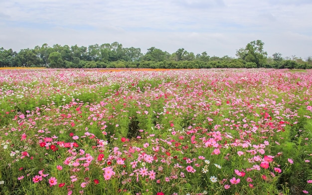 Rosa Blumen Sommerhintergrund