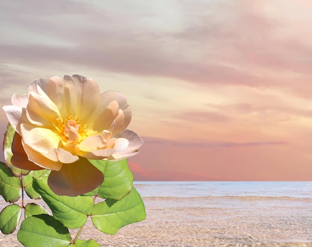 rosa blumen und grüne palmenpflanze blaues meer und bewölktes rosa himmelpanorama, wasserwelle