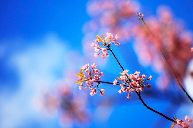 Rosa Blumen und Himmel tagsüber