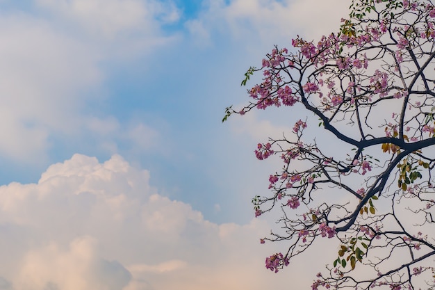 Rosa Blumen und Himmel