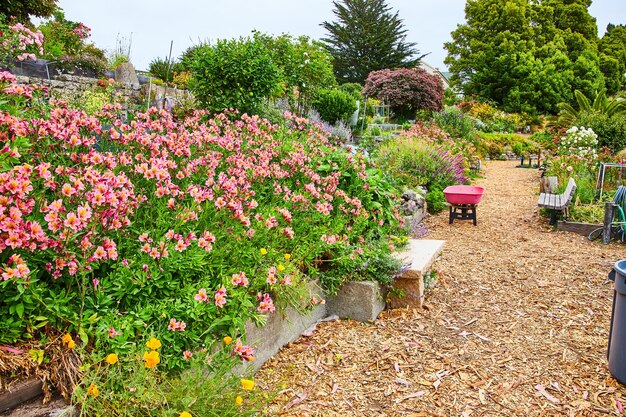 Foto rosa blumen wachsen im blumengarten mit einer vielzahl farbenfroher pflanzen entlang des mulchwegs