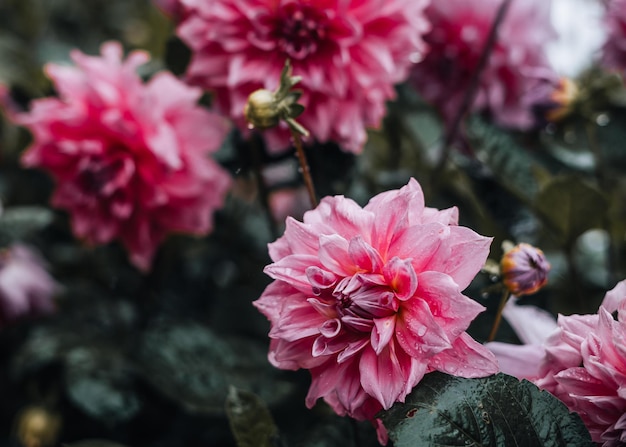 Rosa Blumen während eines Regens