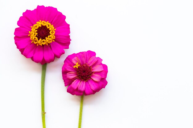 rosa Blumen Zinnia elegans Anordnung im Postkartenstil