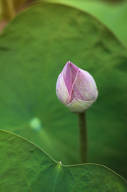 Rosa Blumenblattlotos- oder -wasserlilie und grüne Lotosblätter, die auf Teichwasser schwimmen