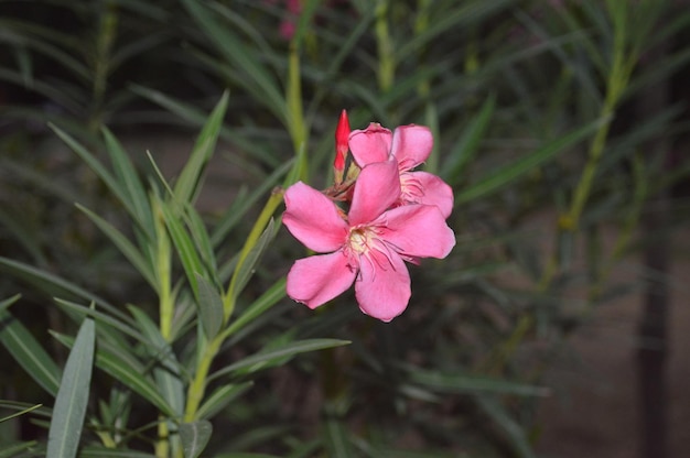 Foto rosa blumenfoto