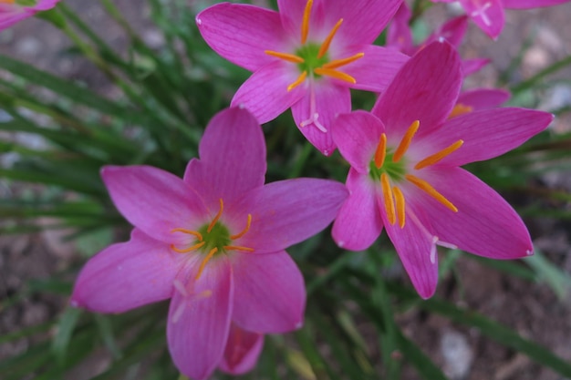 Rosa Blumenpflanzen, Blumen im Garten