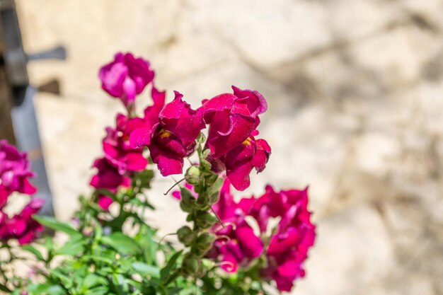 rosa boca de dragón flor bush floreciente