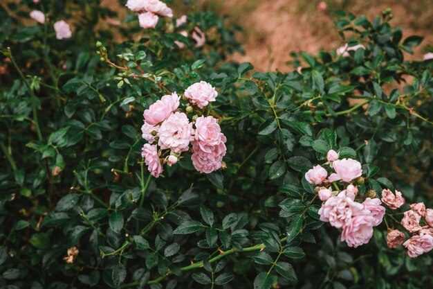 Rosa Bonica 82 no jardim