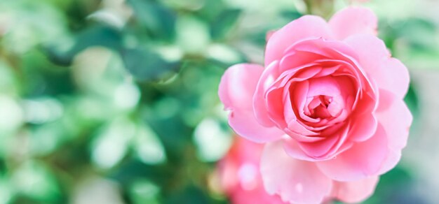 Rosa Bonica en un fondo verde borroso Enfoque suave