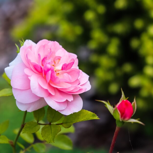 Rosa Bonika con brotes en el jardín Perfecto para tarjetas de felicitación de fondo