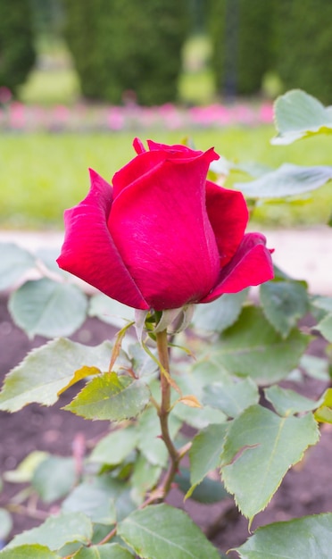 Foto rosa de borgoña en el jardín con capullos de flores