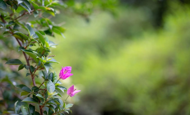 Rosa Bougainvillea-Blume mit grünem Naturhintergrund