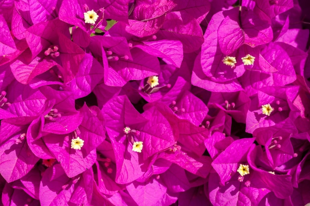 Rosa Bougainvillea Blumen