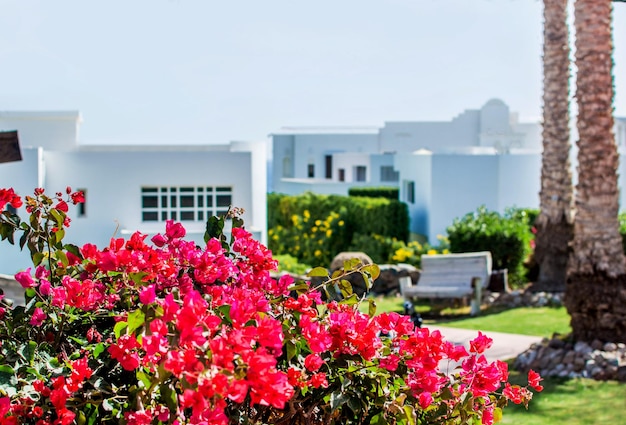 Rosa Bougainvillea-Buschblumen auf einem weißen Sommerhotelgebäudehintergrund