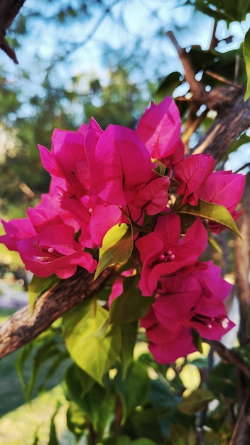 Rosa Bougainvillea