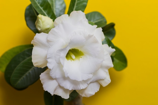 Rosa branca bonita da flor ou adenium no fundo amarelo com espaço da cópia.