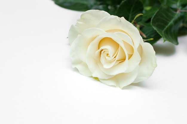 Rosa branca em um fundo branco.