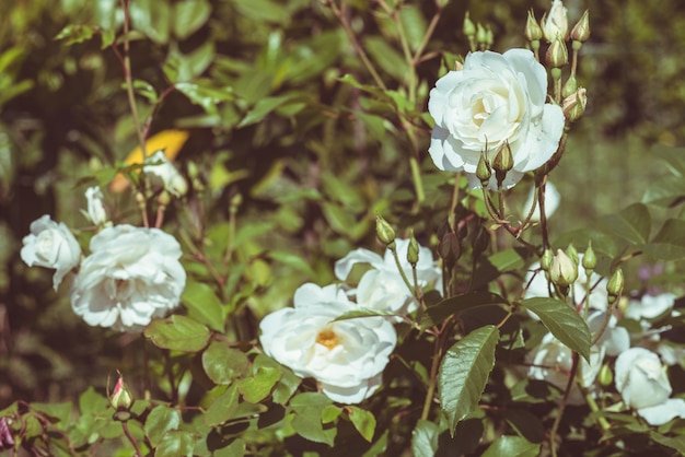 Rosa branca, flores, em, lar, jardim