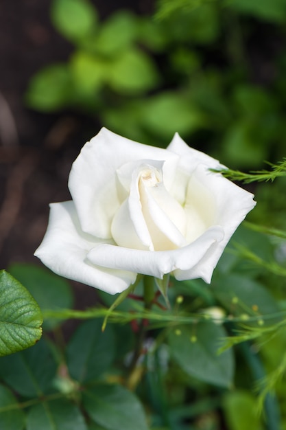 Rosa branca linda no jardim.