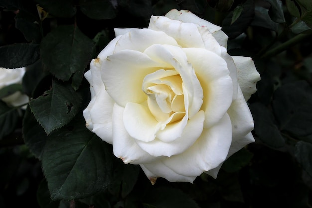 rosa branca linda rosa branca